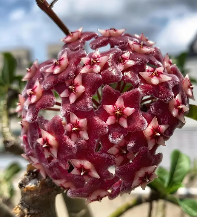 ⭐️Hoya Carnosa Flower Seeds 丨Star-shaped Flower Ball
