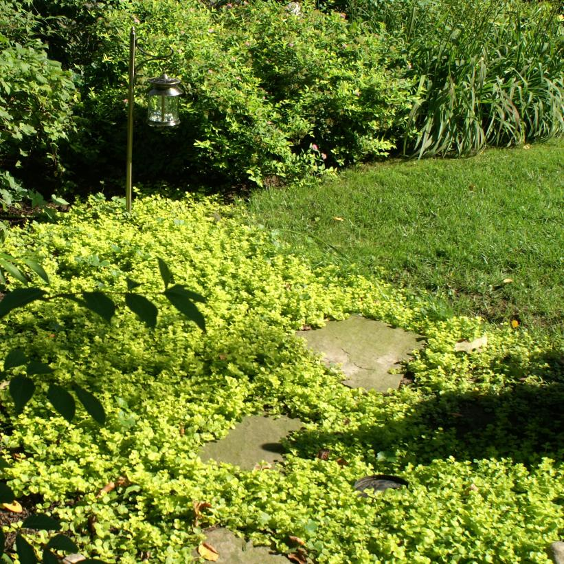 🌈Wonderful Chartreuse Groundcover✨Golden Creeping Jenny