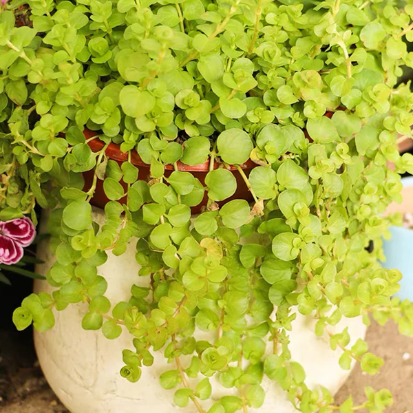 🌈Wonderful Chartreuse Groundcover✨Golden Creeping Jenny