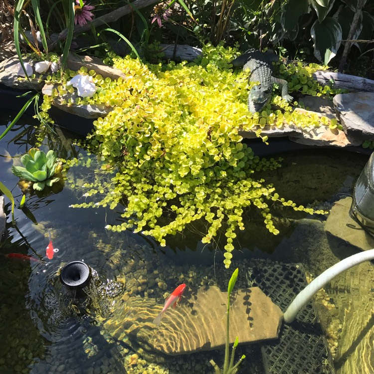 🌈Wonderful Chartreuse Groundcover✨Golden Creeping Jenny