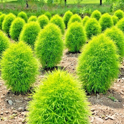 🌳Kochia Scoparia - Fluffy Marshmallows