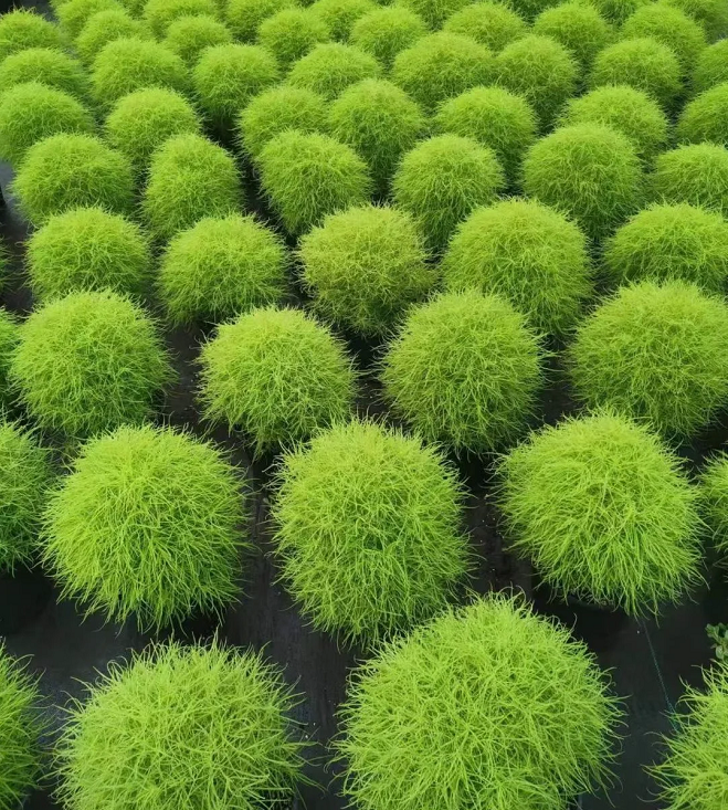 🌳Kochia Scoparia - Fluffy Marshmallows