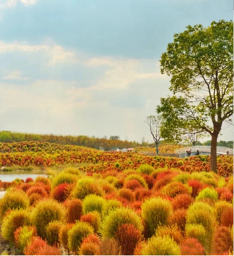 🌳Kochia Scoparia - Fluffy Marshmallows