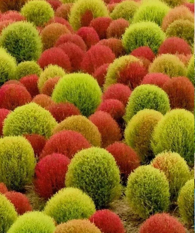 🌳Kochia Scoparia - Fluffy Marshmallows