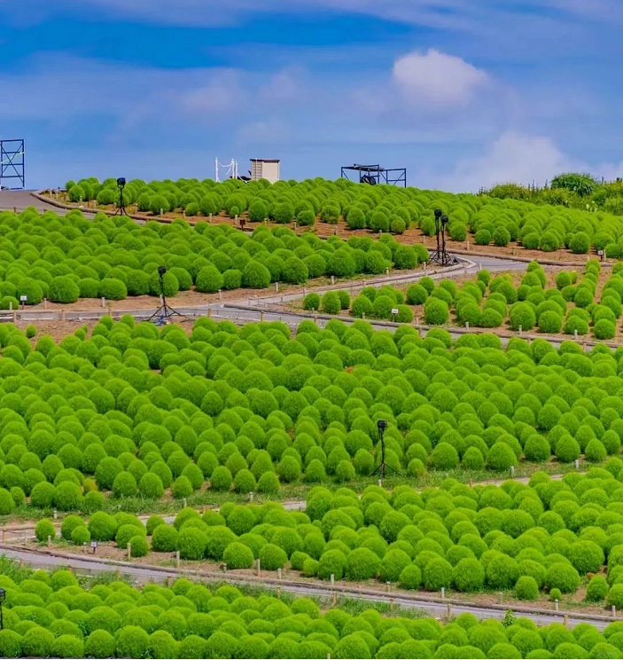 🌳Kochia Scoparia - Fluffy Marshmallows