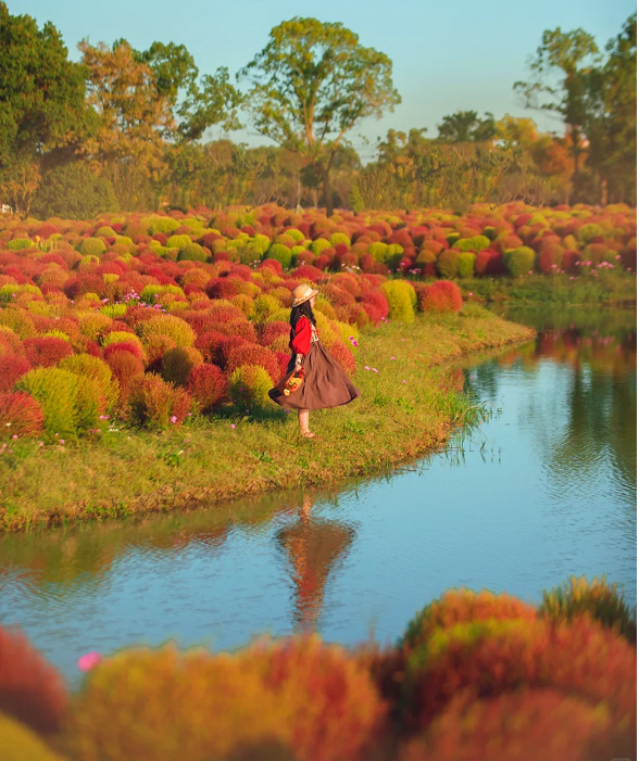 🌳Kochia Scoparia - Fluffy Marshmallows