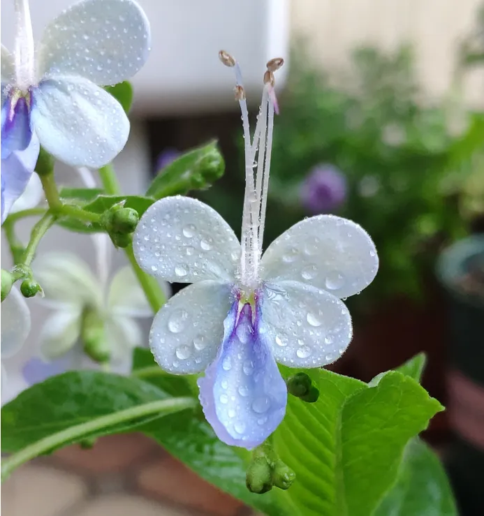 🦋Blue Butterfly Flower Seeds🌿Four Seasons Flower