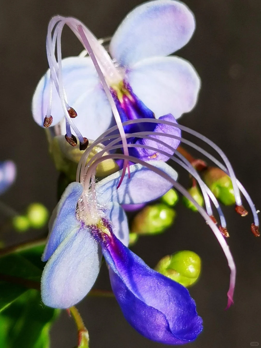 🦋Blue Butterfly Flower Seeds🌿Four Seasons Flower