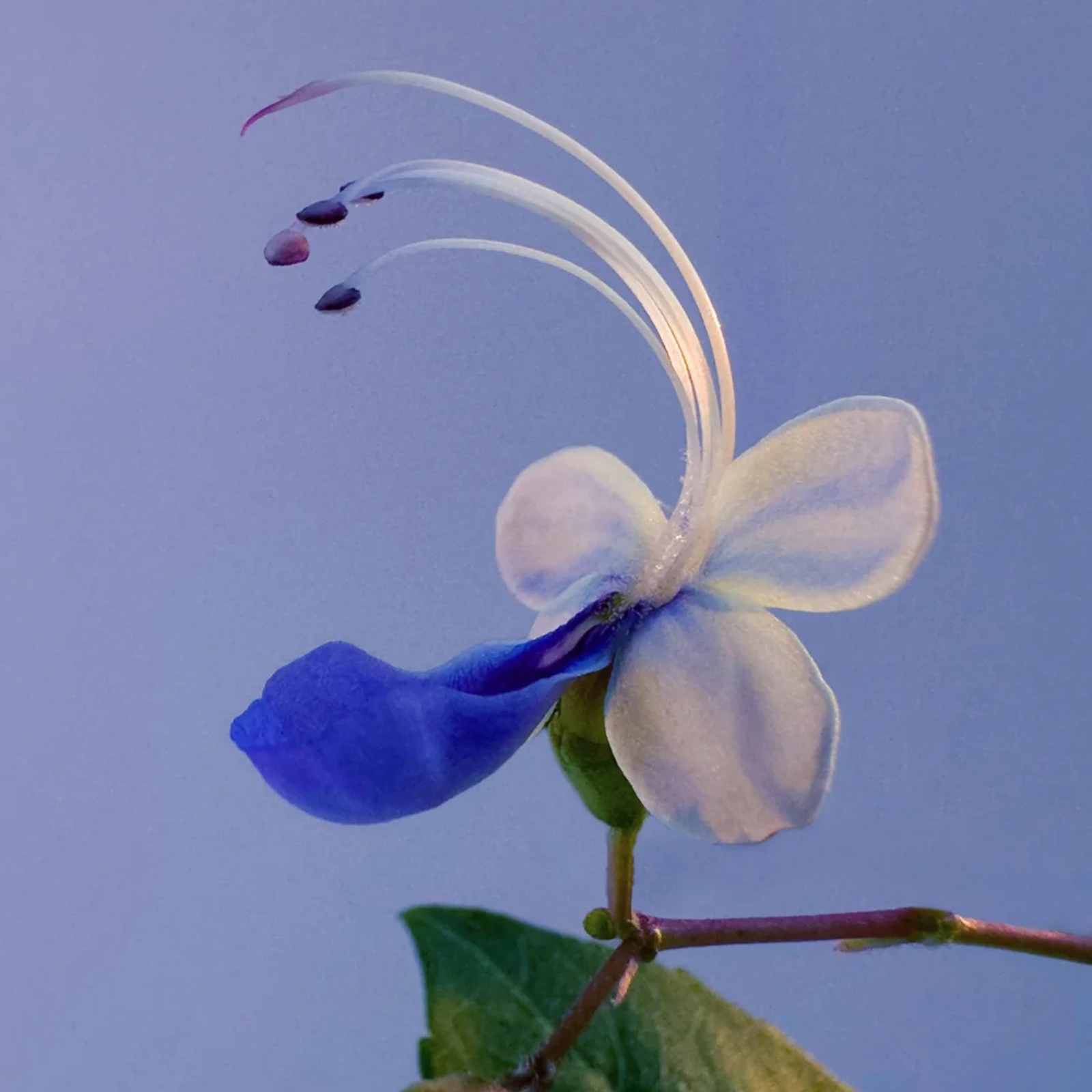 🦋Blue Butterfly Flower Seeds🌿Four Seasons Flower