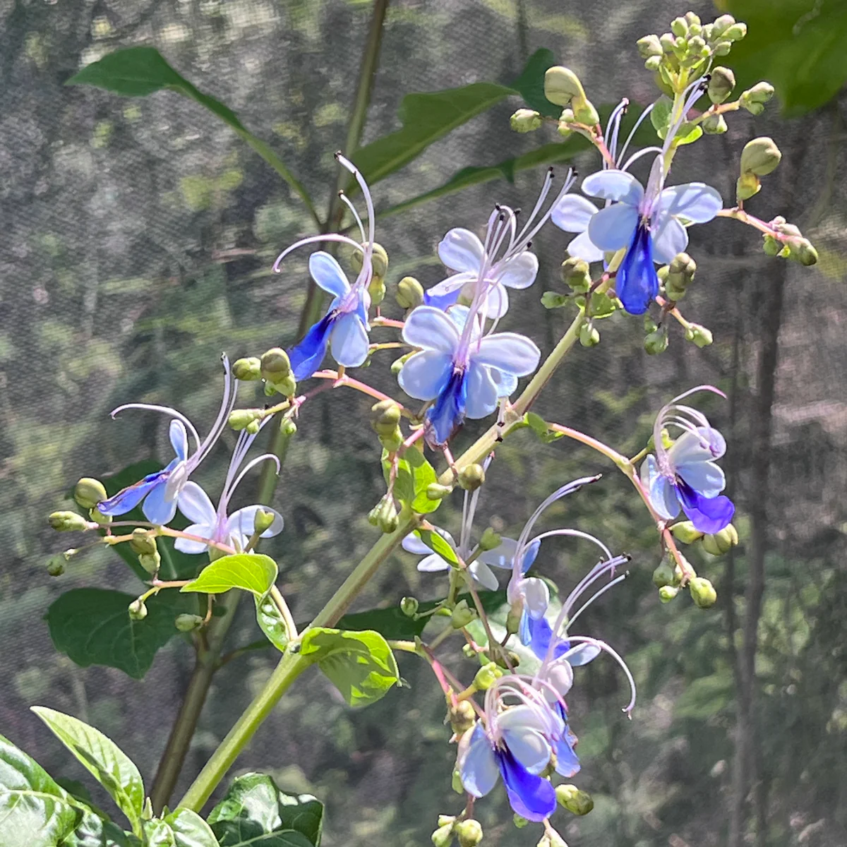 🦋Blue Butterfly Flower Seeds🌿Four Seasons Flower