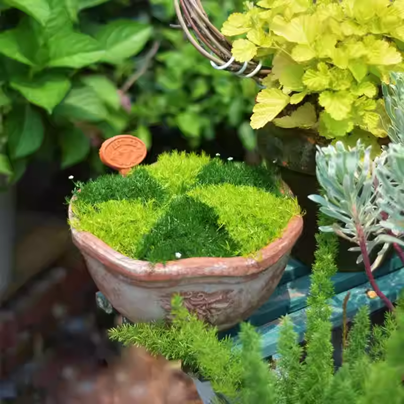 Irish Moss Sagina Subulata