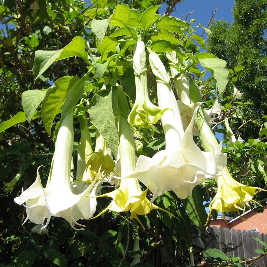 Datura Brugmansia Seeds  Angel's Trumpet
