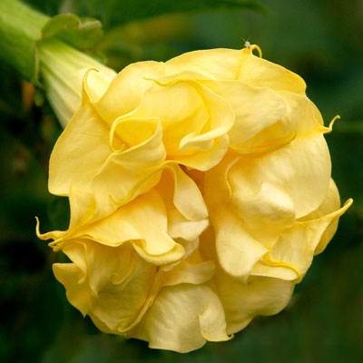 Datura Brugmansia Seeds  Angel's Trumpet