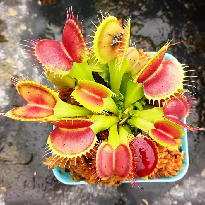 Insect Catching Artifact – Venus Flytrap