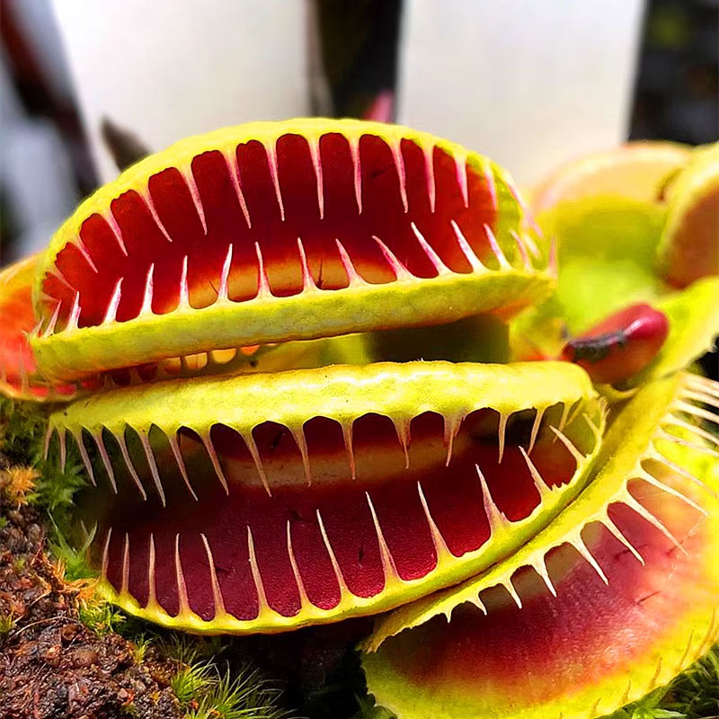 Insect Catching Artifact – Venus Flytrap