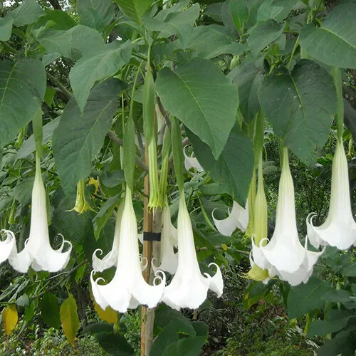Datura Brugmansia Seeds  Angel's Trumpet