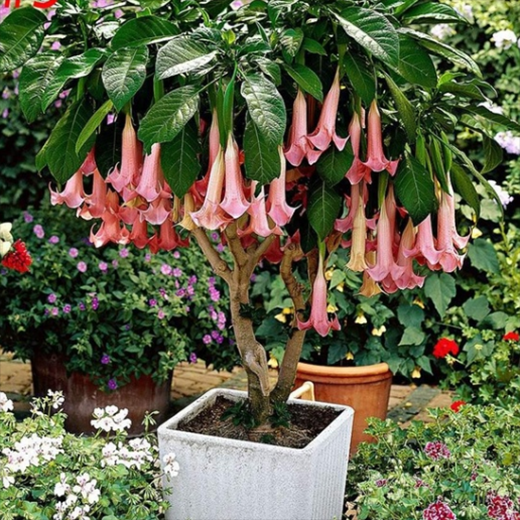 Datura Brugmansia Seeds  Angel's Trumpet