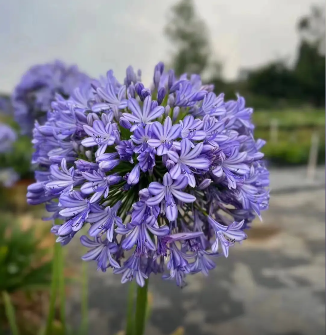 Agapanthus africanus Seeds