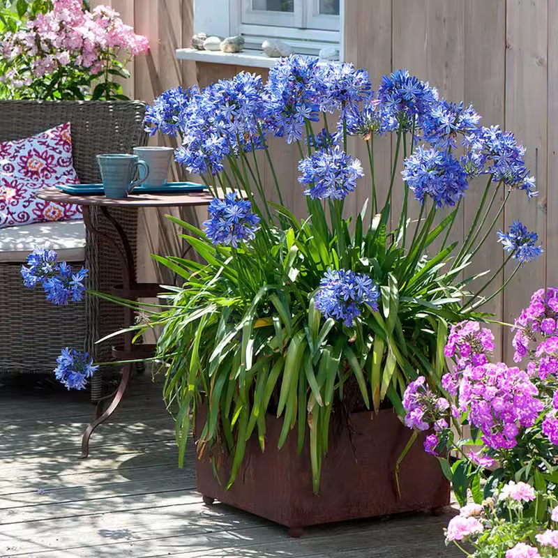 Agapanthus africanus Seeds
