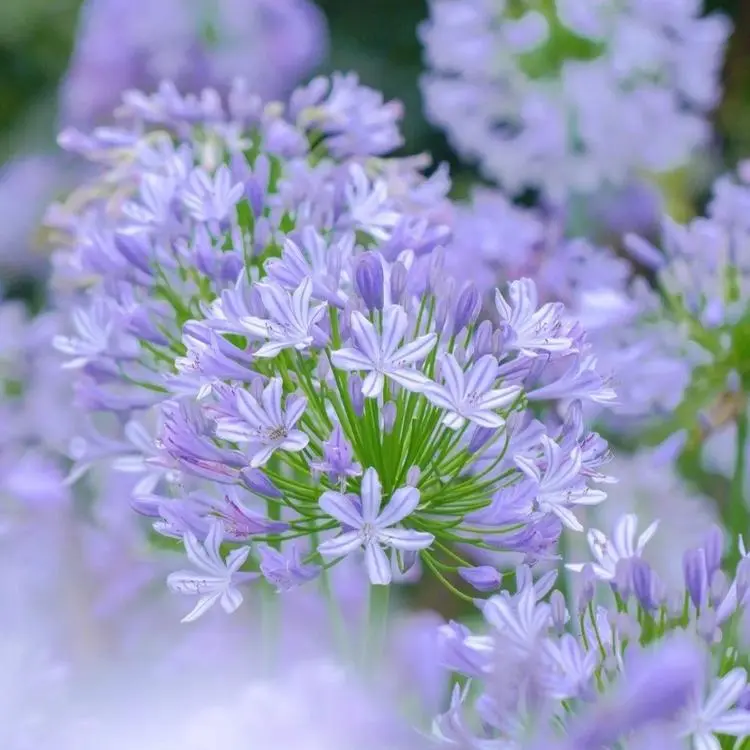 Agapanthus africanus Seeds