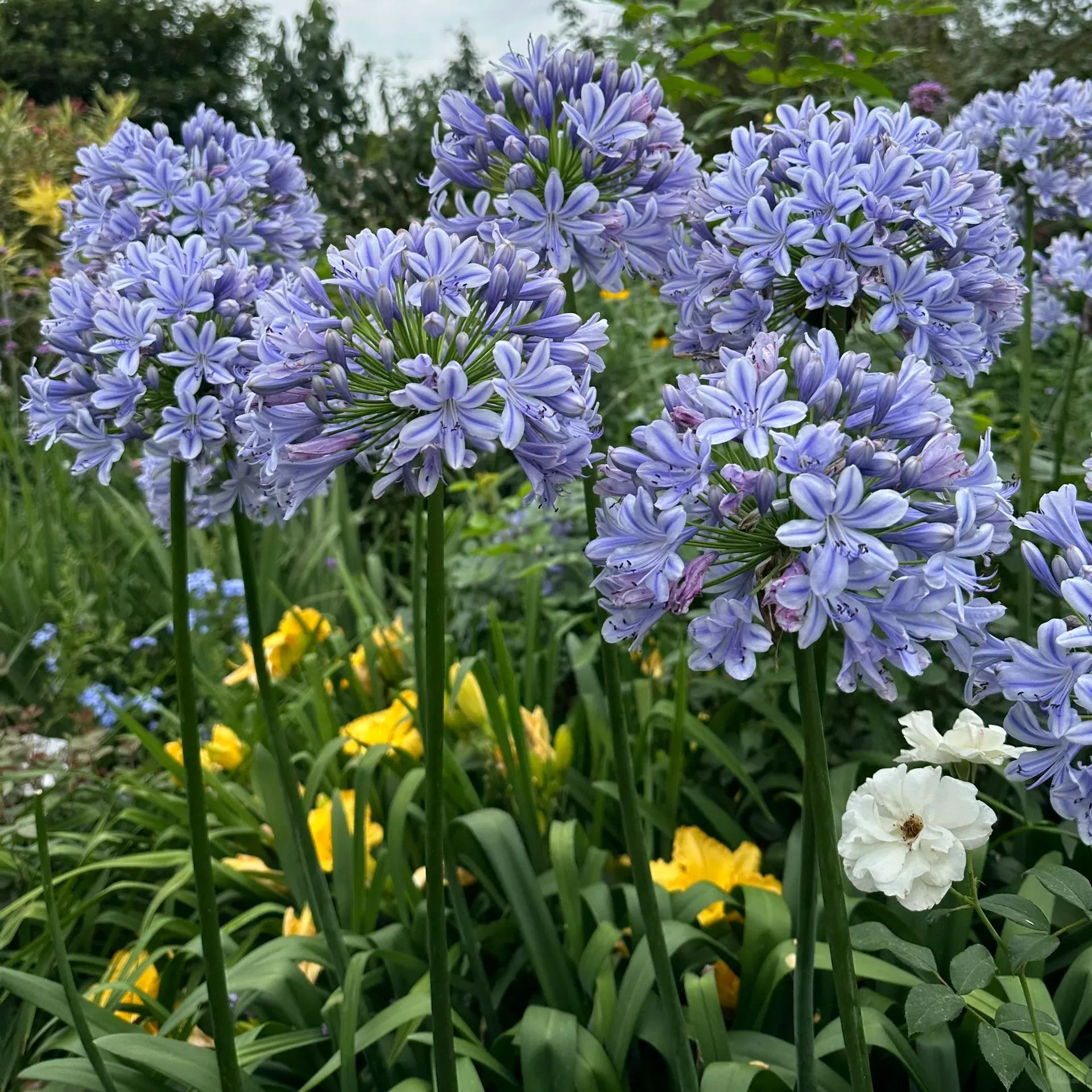 Agapanthus Africanus Seeds