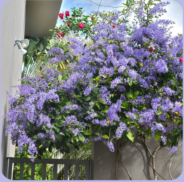 Blue Flower Vine - Dreamy Blue and Purple Waterfall