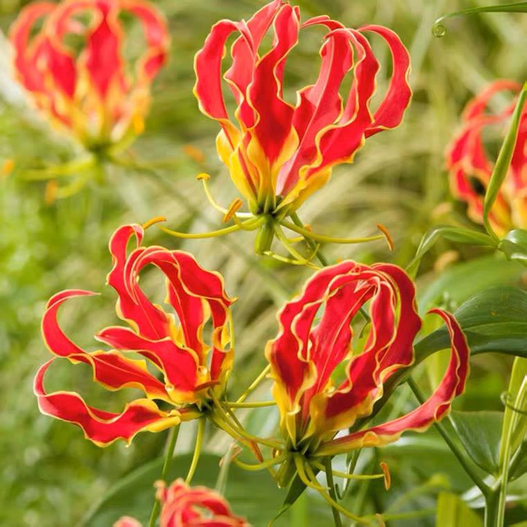 Gloriosa Lily-The Flame Lily