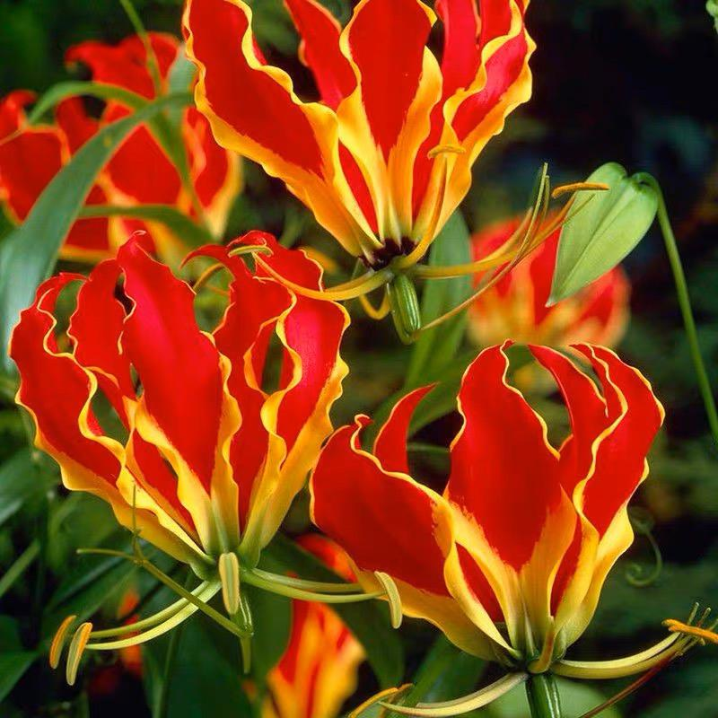 Gloriosa Lily-The Flame Lily