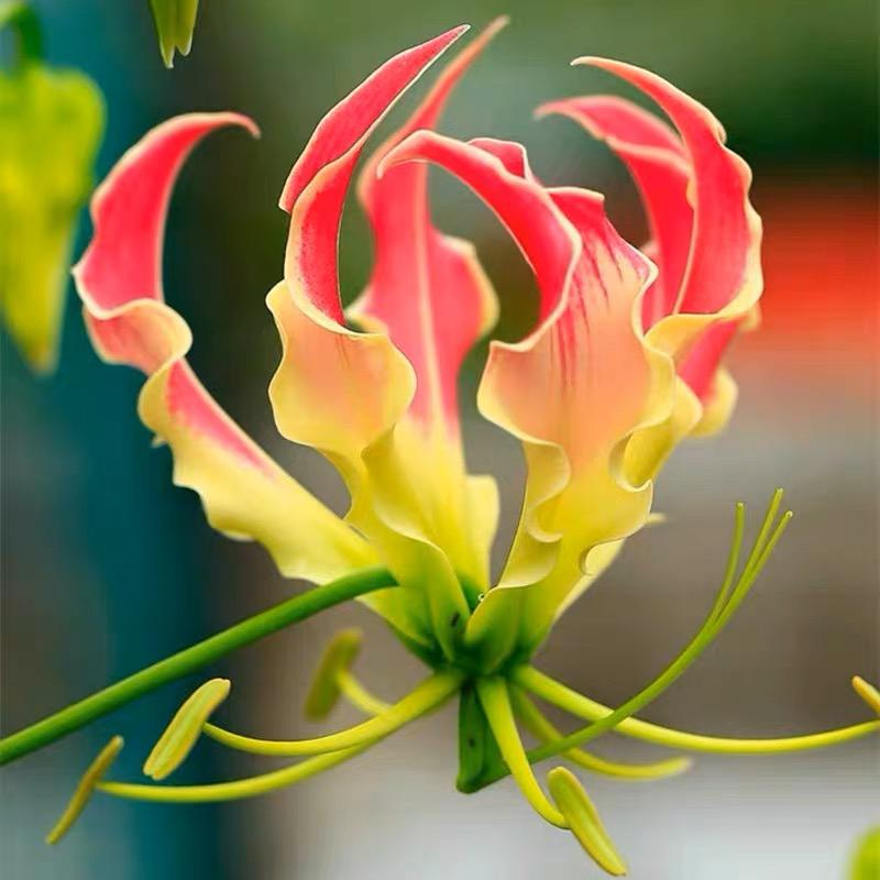 Gloriosa Lily-The Flame Lily