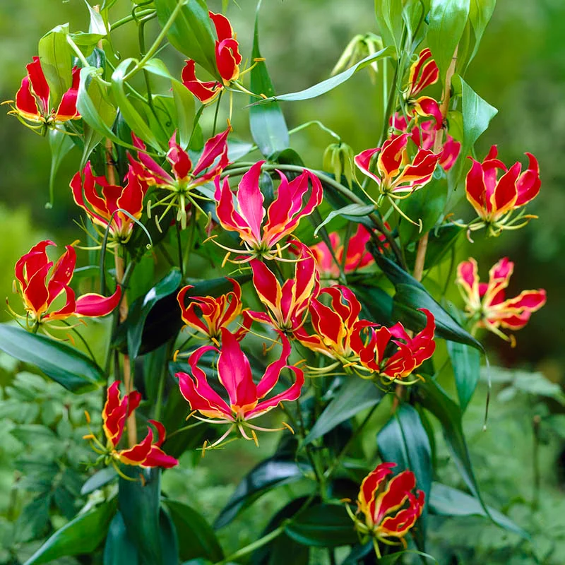 Gloriosa Lily-The Flame Lily