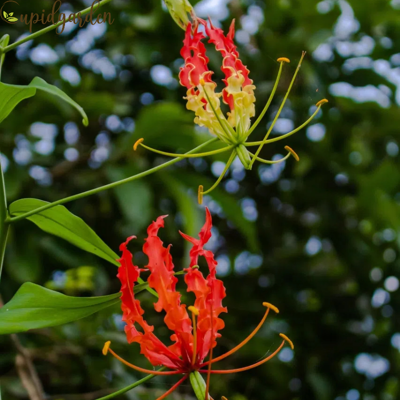 Gloriosa Lily-The Flame Lily
