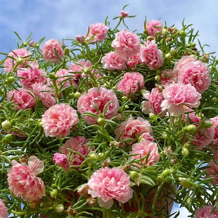 🌹Rare Varieties Moss Rose Purslane Double Flowered Seeds — Immortal Flower
