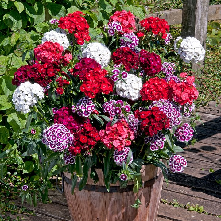 Dianthus Corona Mixed Seeds