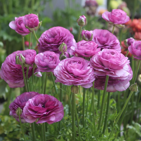 Multicolor Ranunculus Seeds