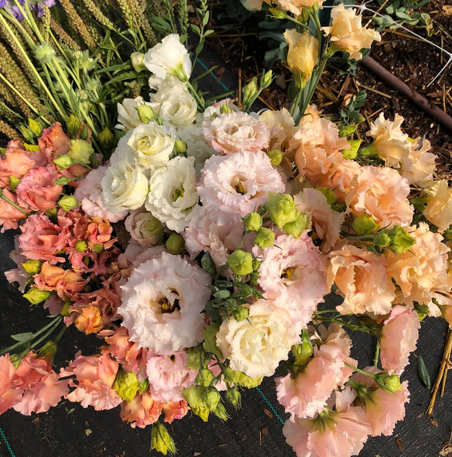 💐Lisianthus - A Sincere and Immutable Love