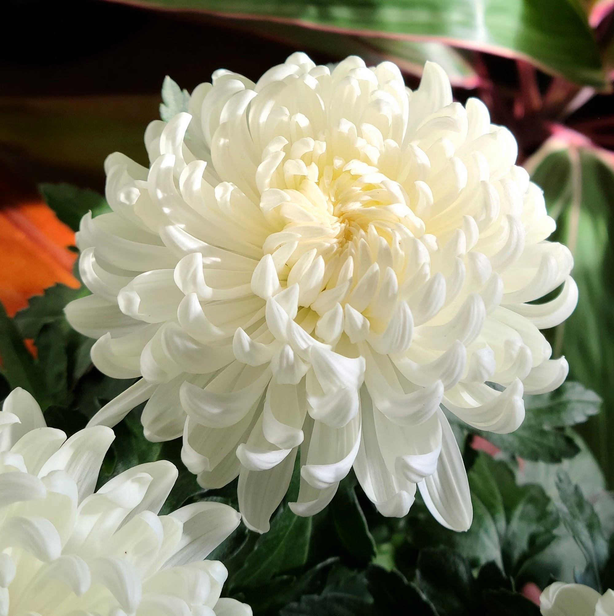 🌺The Flower of Elegance—Giant Chrysanthemum