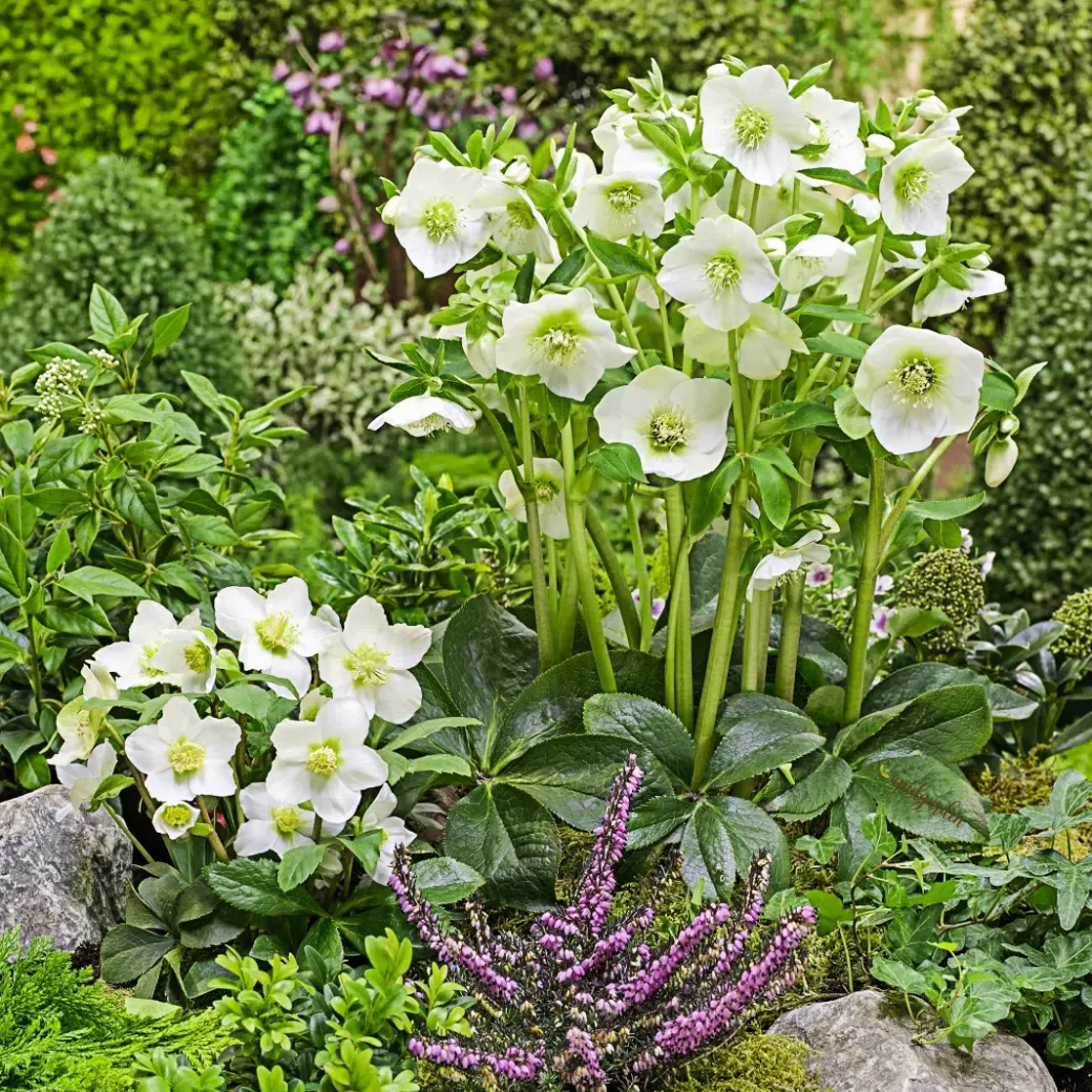 Hellebore Christmas Rose Seeds