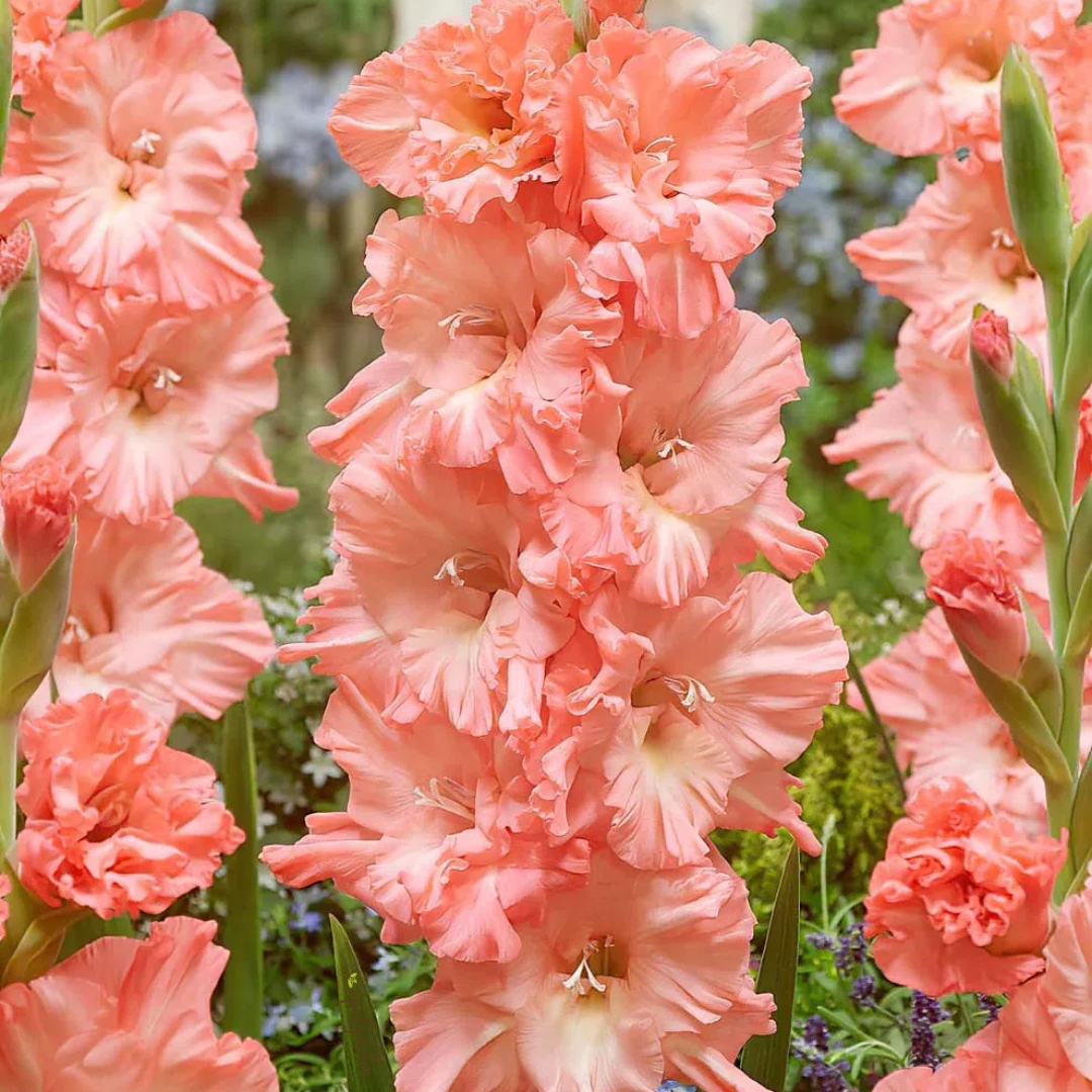 Gladiolus Flower