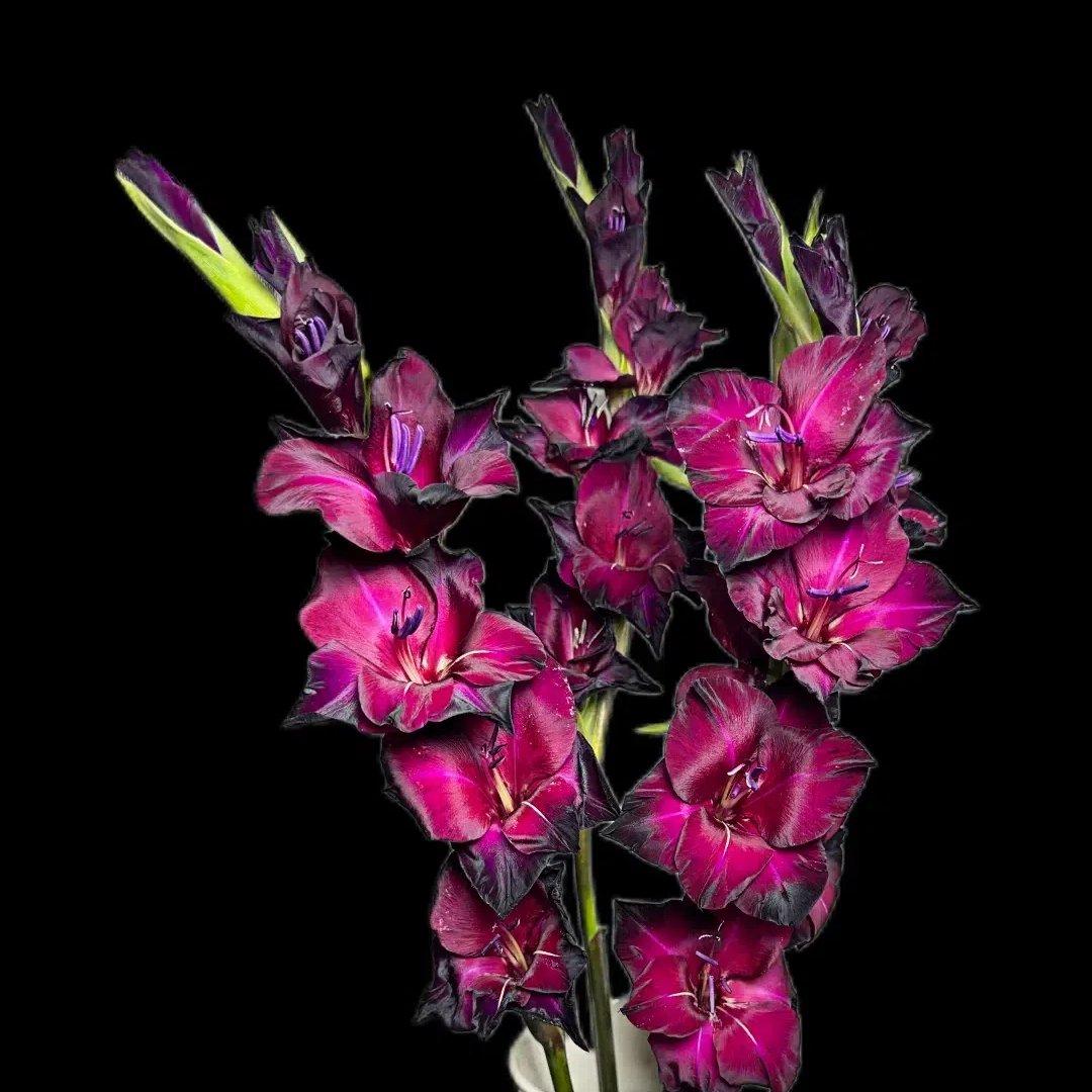 Gladiolus Flower
