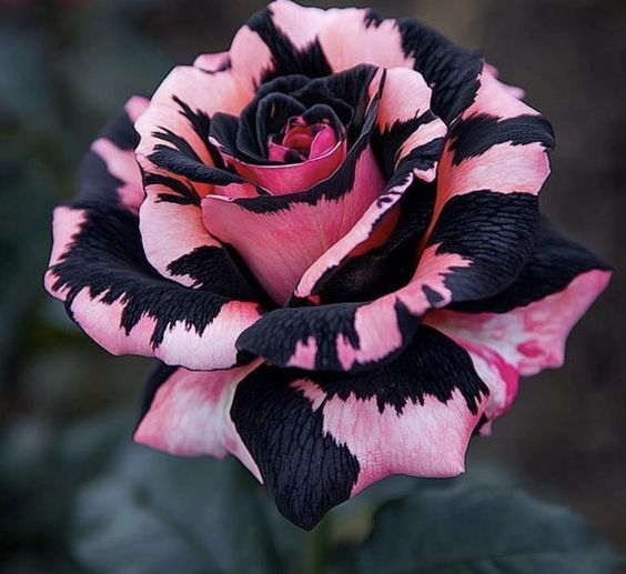 Mix Color Rose - Flowers of Good Luck