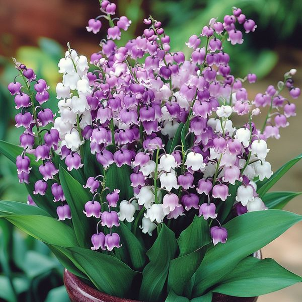 💐Lily of the Valley