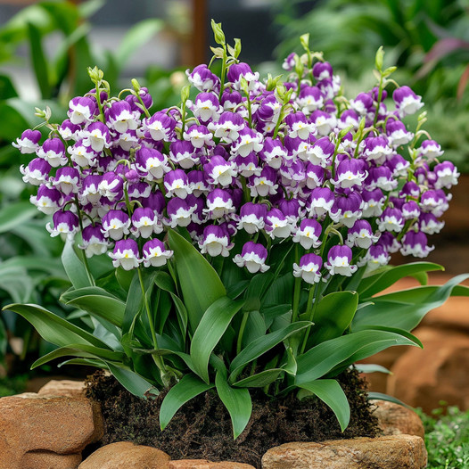 💐Lily of the Valley