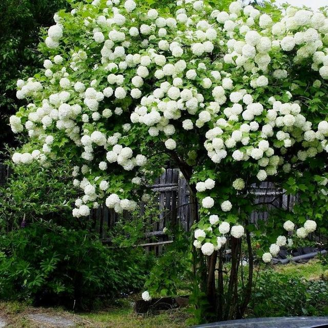 ❄️Chinese Snowball Viburnum