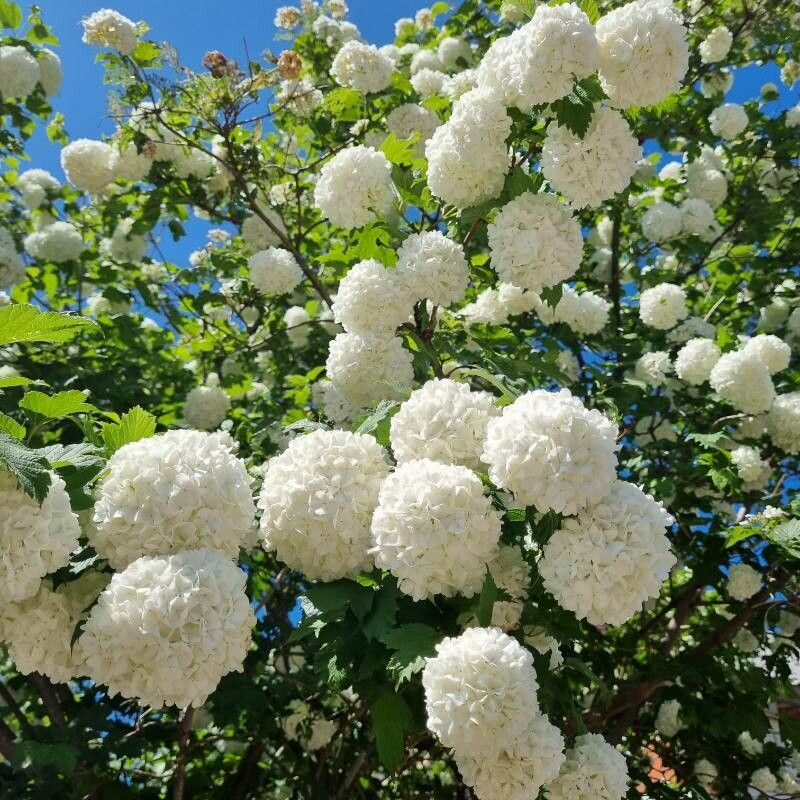 ❄️Chinese Snowball Viburnum
