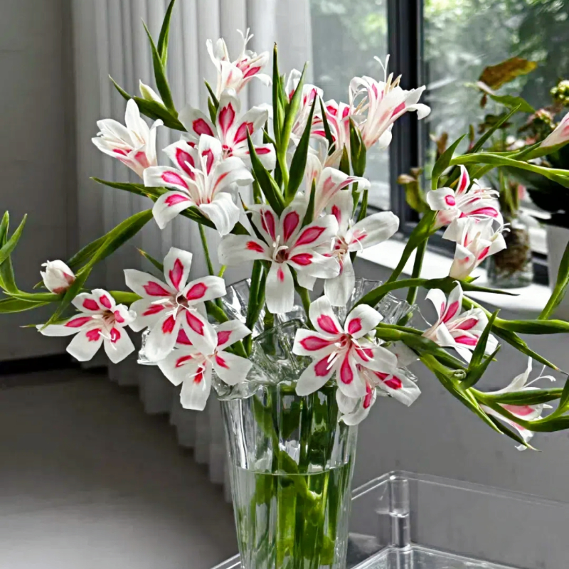 Cat's Claw Gladiolus🐱