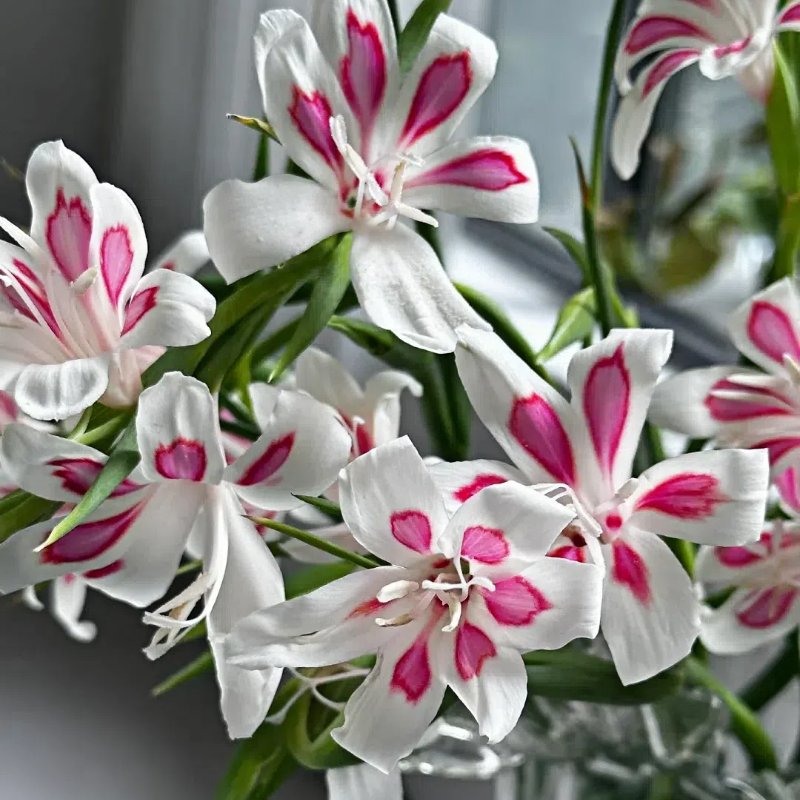 Cat's Claw Gladiolus🐱