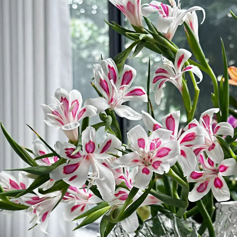 Cat's Claw Gladiolus🐱