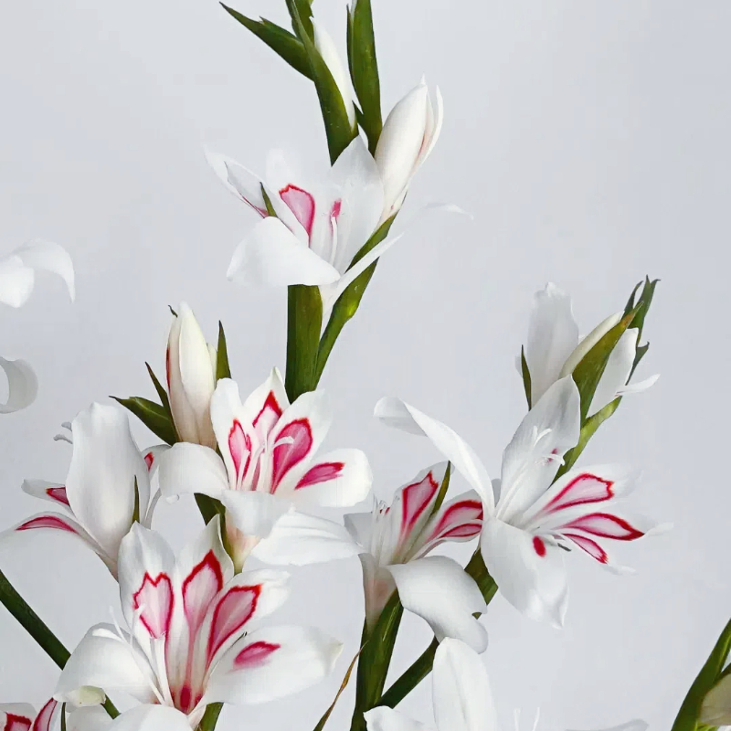 Cat's Claw Gladiolus🐱