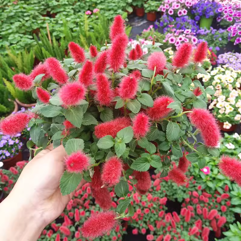 Chenille Firetail Plant