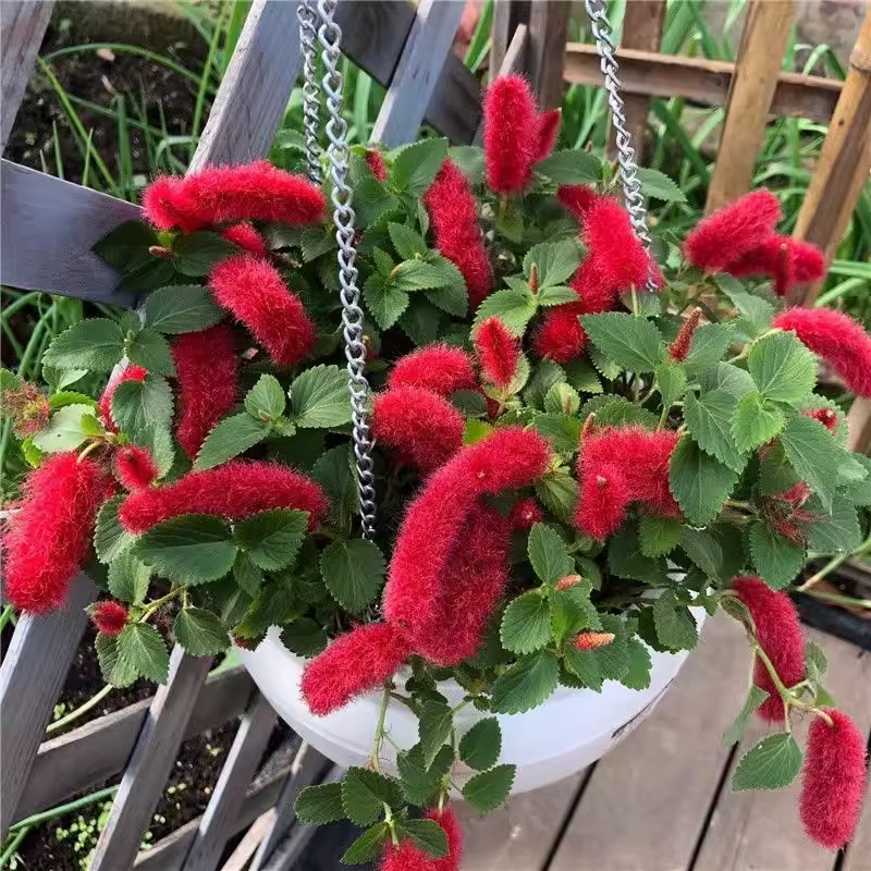 Chenille Firetail Plant